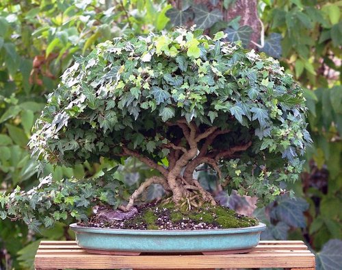 بونسای پاپیتال 